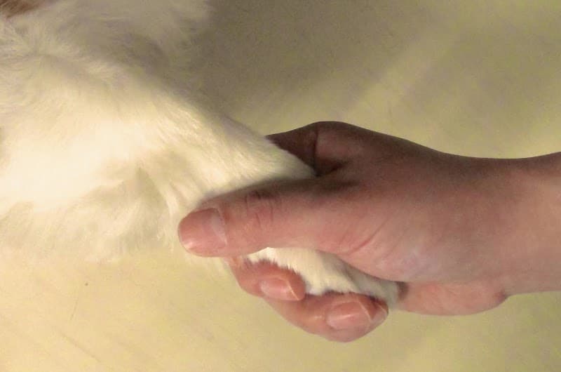 上福岡OZ動物病院の写真