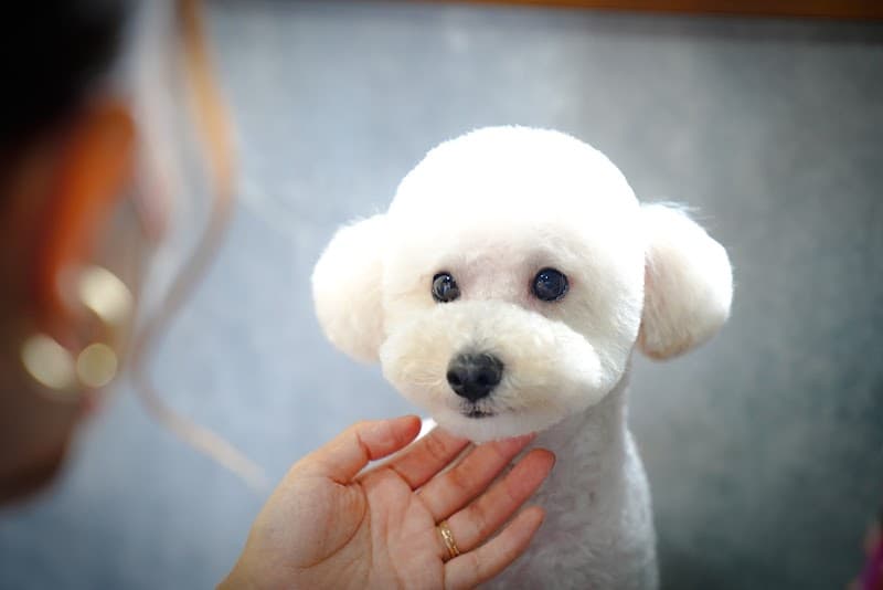 DOGBARBER d.o.n.(犬の理美容室)の写真
