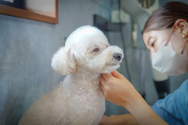 DOGBARBER d.o.n.(犬の理美容室)の写真2