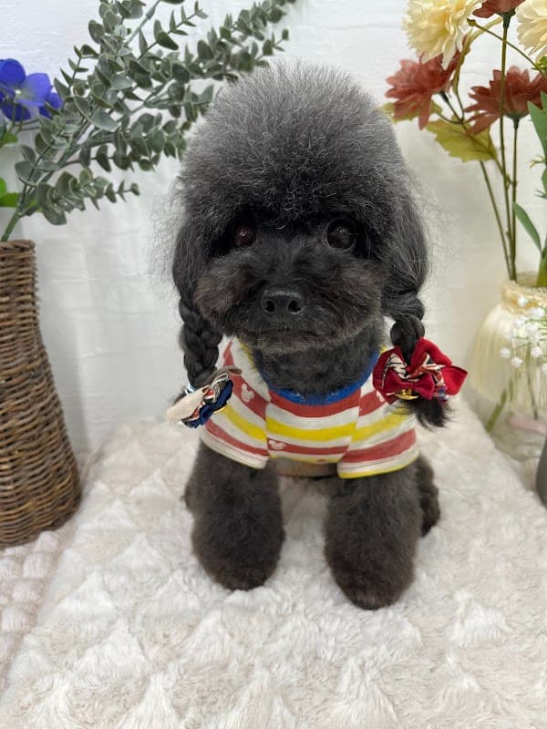 トリミングサロン Champowan(しゃんぽわん)の写真