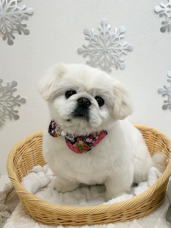 ドッグトリミングサロン T-dogの写真1