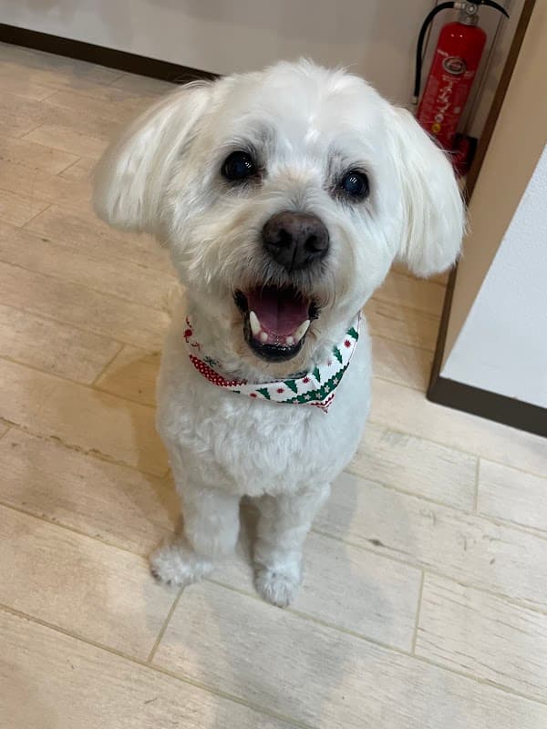 ドッグトリミングサロン T-dogの写真3