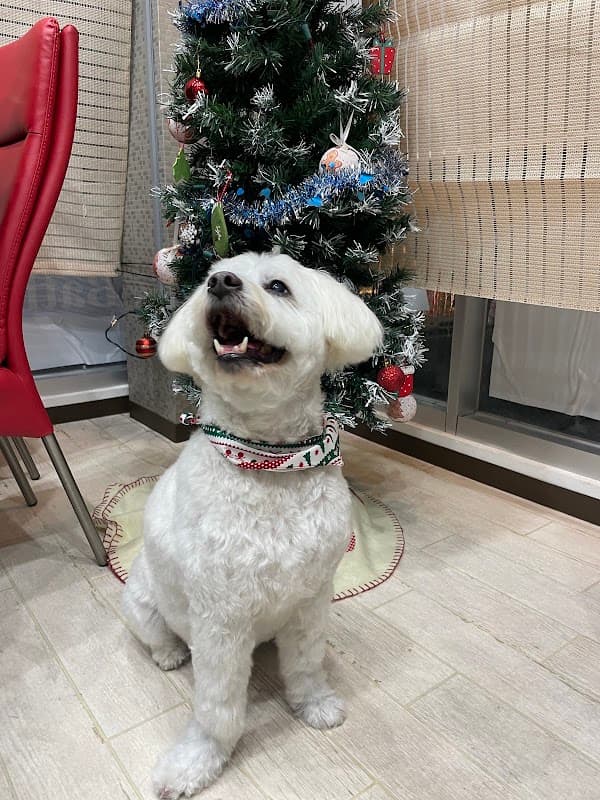 ドッグトリミングサロン T-dogの写真4