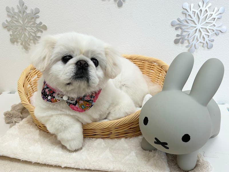 ドッグトリミングサロン T-dogの写真5
