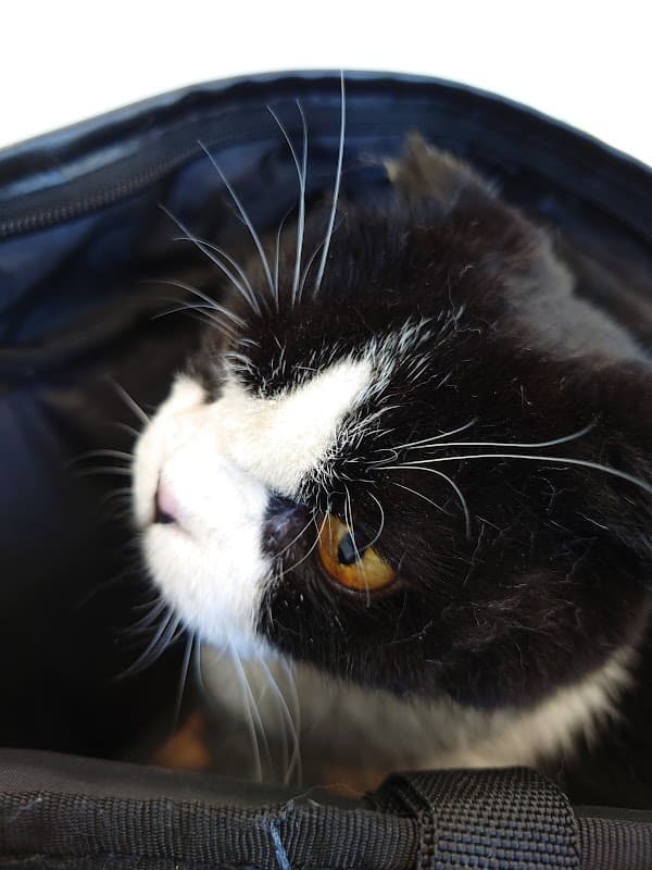 町屋動物病院の写真