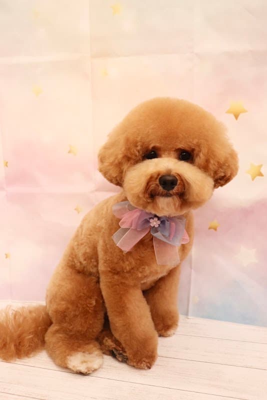 PetSalon CREAの写真