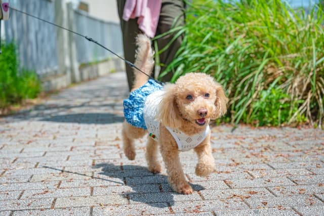 ベルナ犬の美容室 糸魚川店の写真