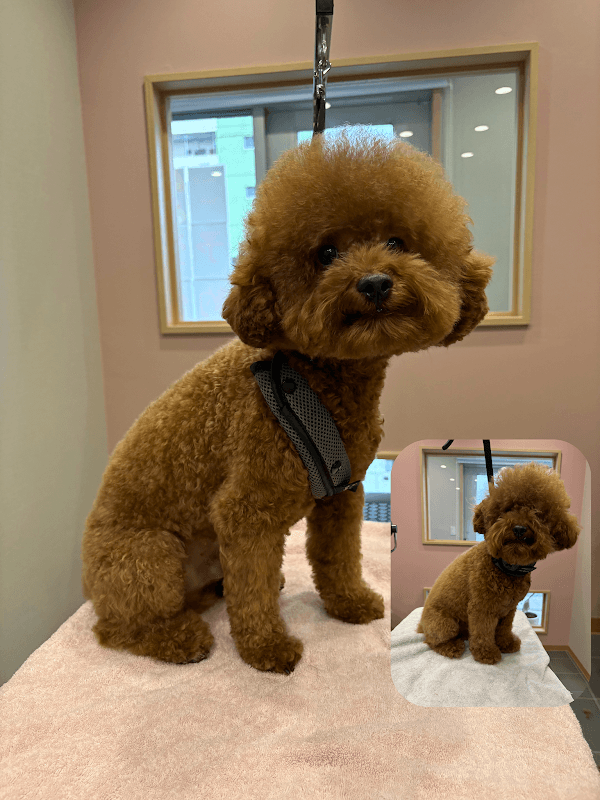*Dog care salon Nonno*(ドッグケアサロン・ノンノ)の写真