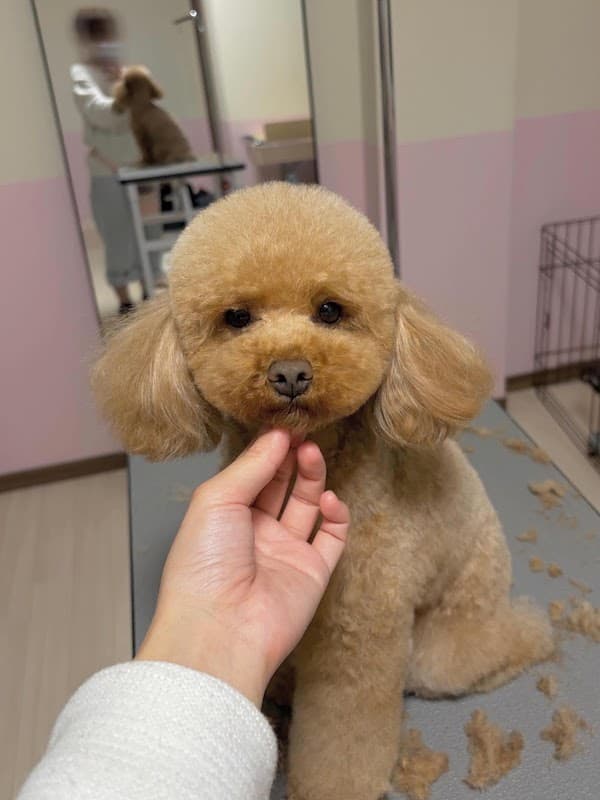 Luna GROOMINGの写真5