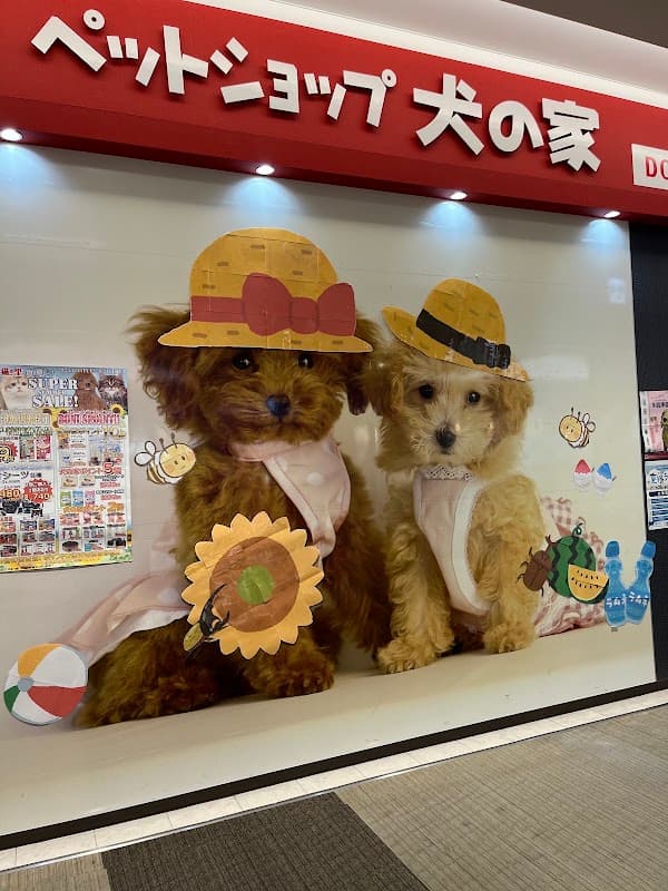 ペットショップ 犬の家&猫の里 マークイズ静岡店の写真