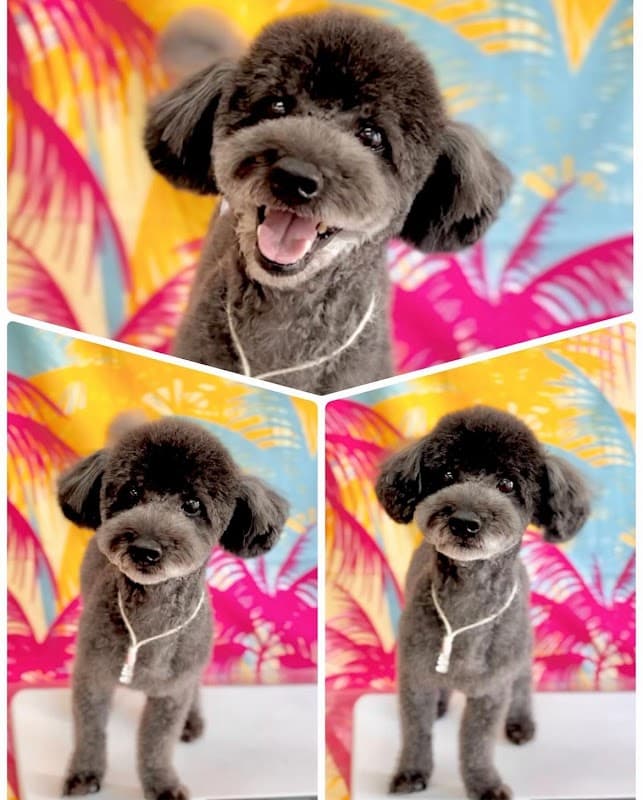 dog shampoo easeの写真