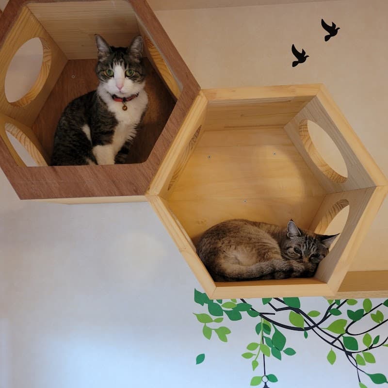 猫専用ペットホテル&ペットシッター カギしっぽの写真1