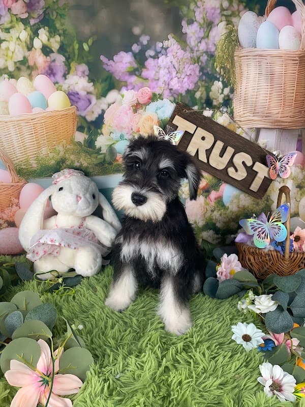 pet salon TRUST ペットサロントラストの写真