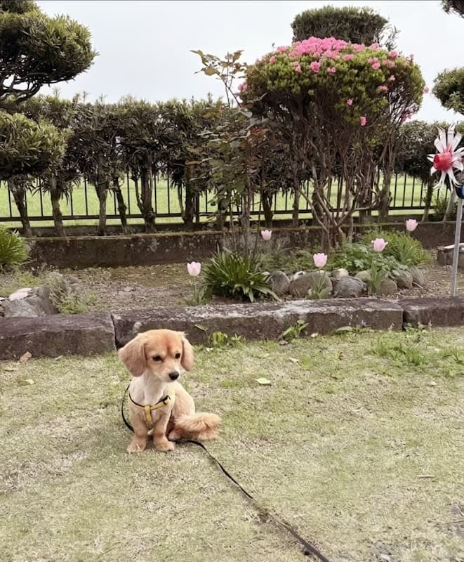 犬の美容室 Pet's Club NONの写真