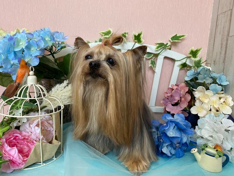 dog salon Cherry Clover(ドッグサロンチェリークローバー)の写真