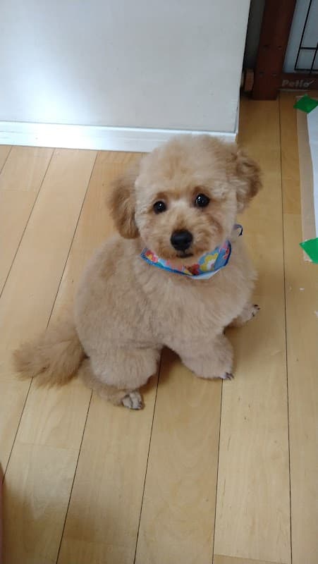 犬の美容室キャロンの写真