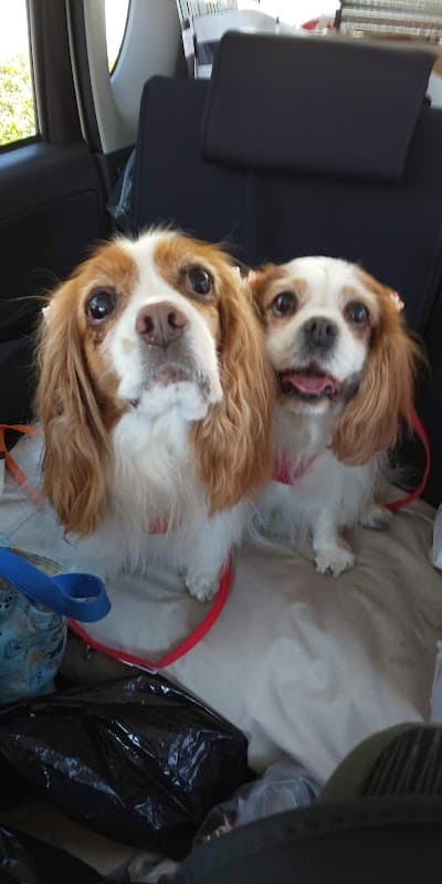 犬の美容室ももたろうの写真