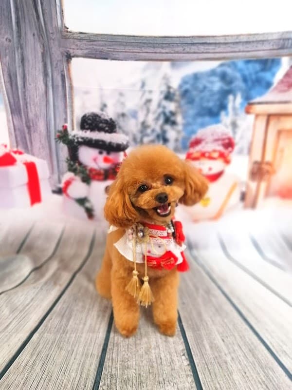 Dog Salon Le Lienの写真2