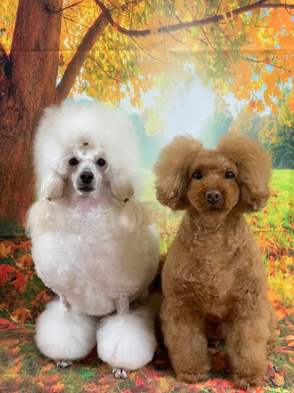 Dog Salon Le Lienの写真3