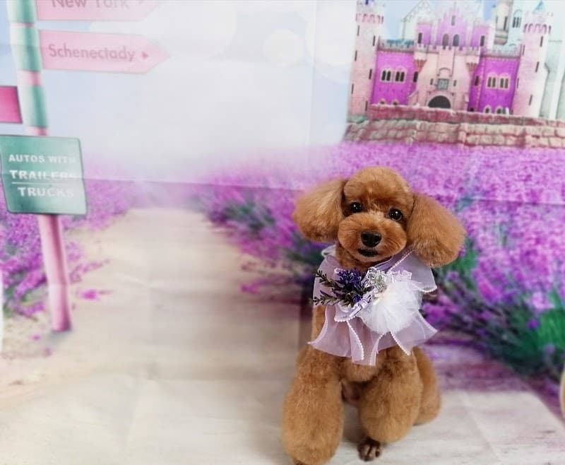 Dog Salon Le Lienの写真4
