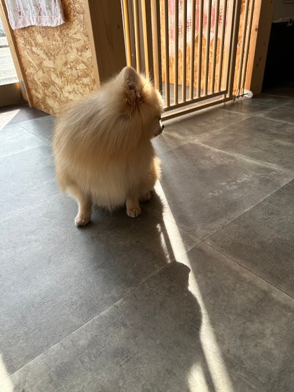 ペットショップひまわり 石堂店の写真