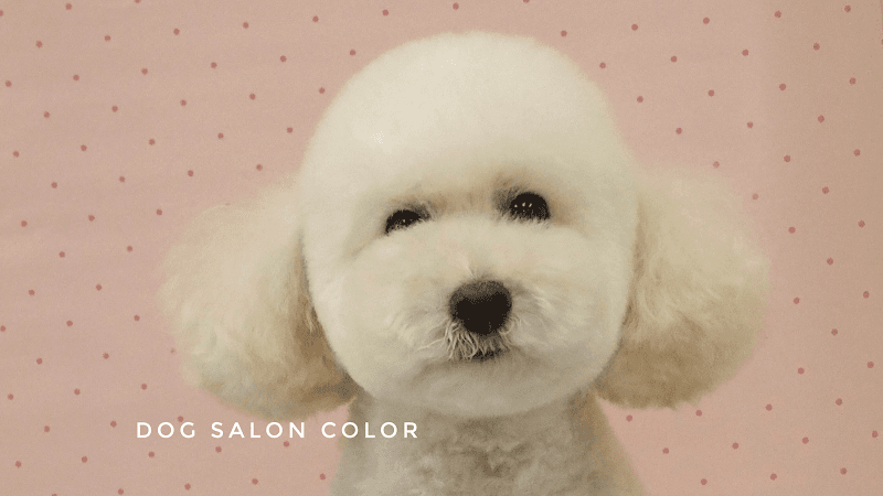 Dog salon COLOR(ドッグサロンカラー)の写真1