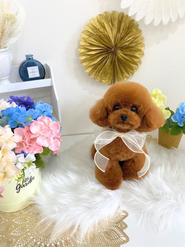 dogsalon_prima(ドッグサロンプリマ)の写真