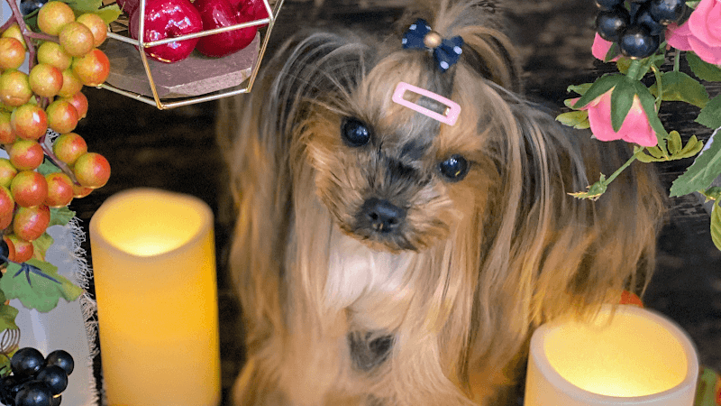 トリミングサロンdogsalonmou (ドッグサロンムー) 西宮市 トリミングの写真