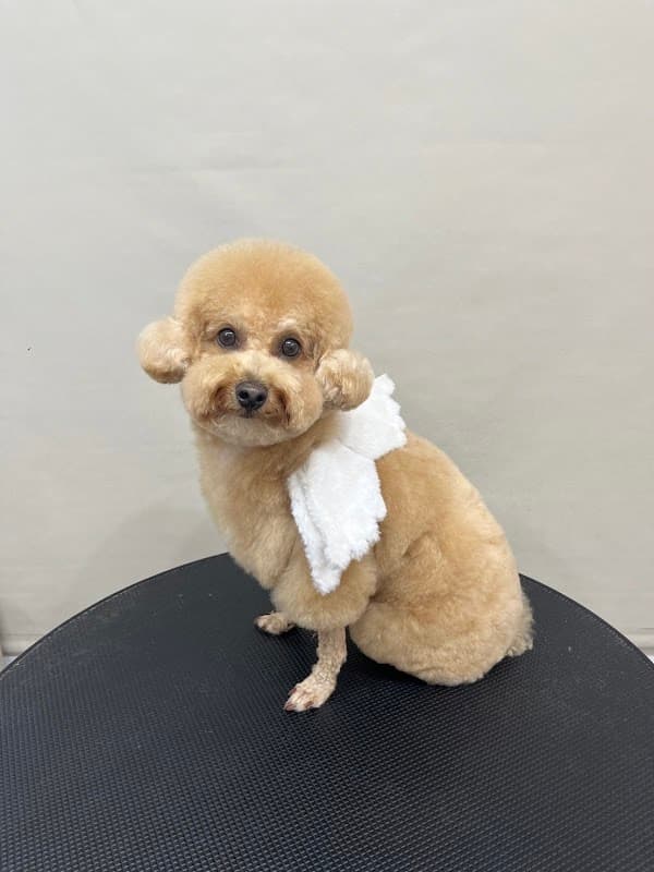 韓国テディ発祥のトリミングサロン Felicitaの写真