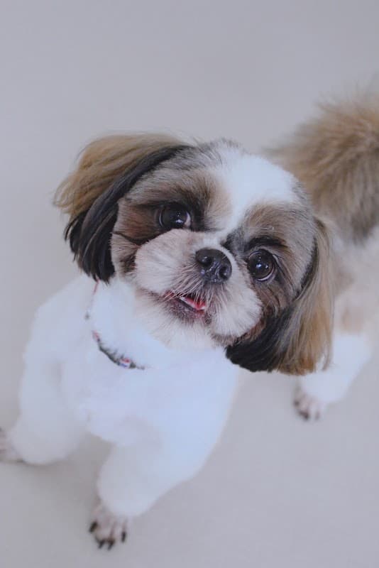 Dog care salon felice(フェリーチェ)の写真1