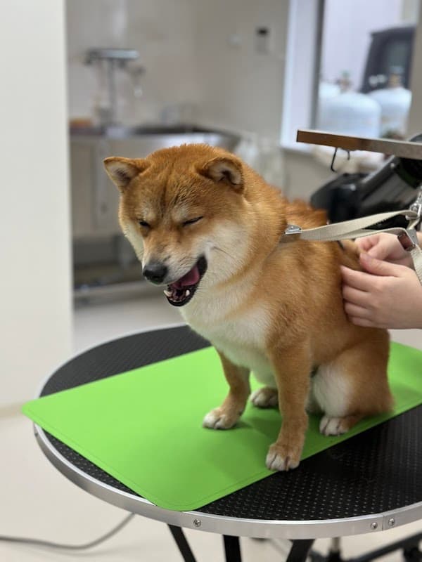 Dog care salon felice(フェリーチェ)の写真2