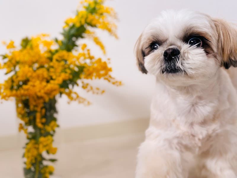 Dog care salon felice(フェリーチェ)の写真3