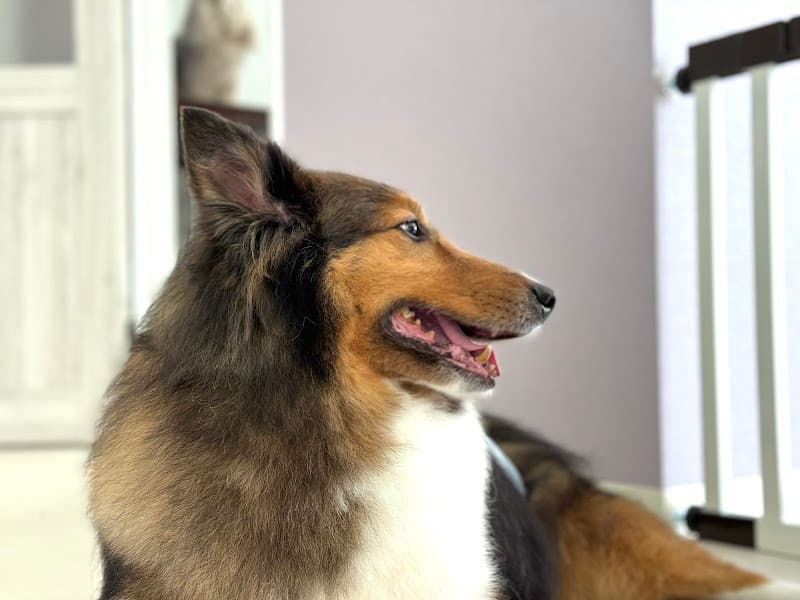 Dog care salon felice(フェリーチェ)の写真4