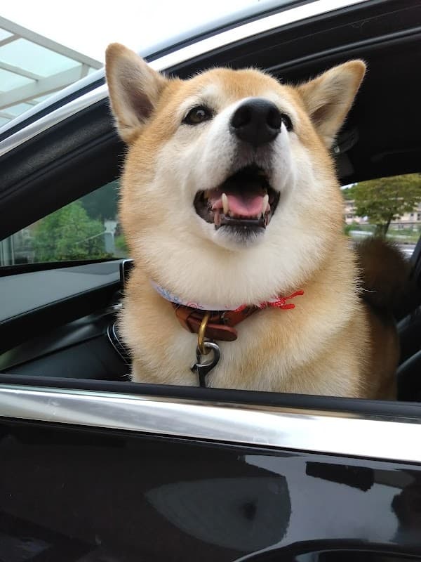 Dog Salon Onlyわんの写真