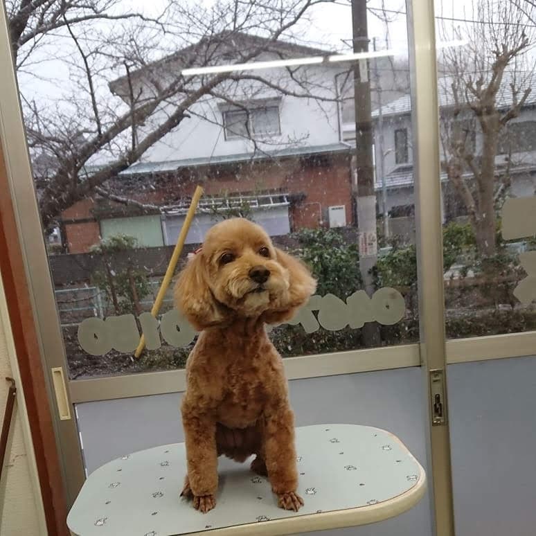 ペットの床屋ラムネの写真