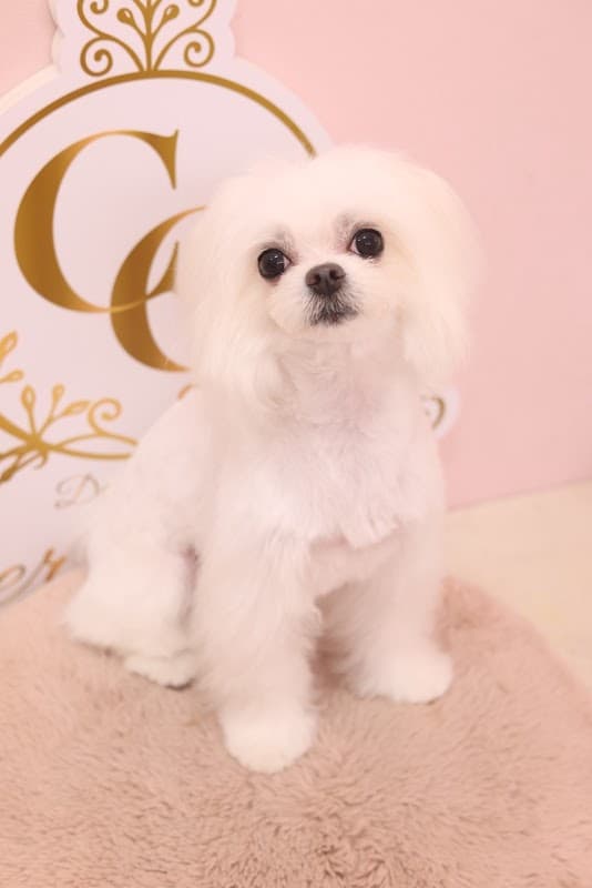 トリミングサロンCheri Cherie (シェリシェリー)の写真2