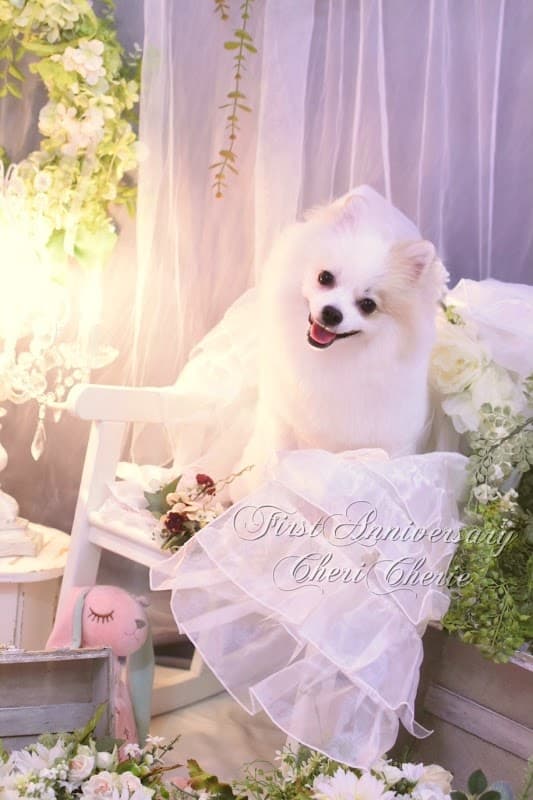 トリミングサロンCheri Cherie (シェリシェリー)の写真5