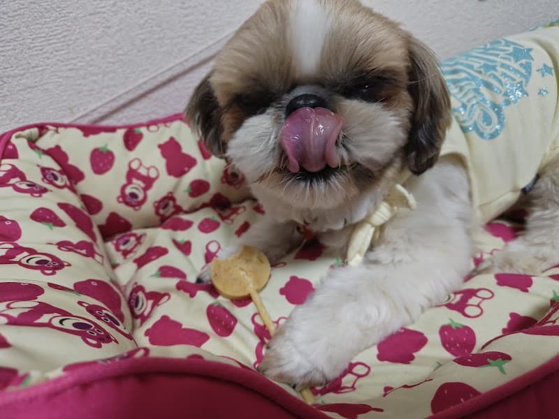 おさんぽびよりの写真