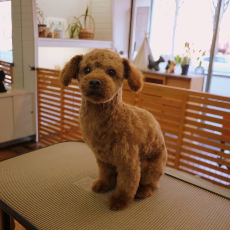 Dog grooming BOBANCLUB (ボバンクラブ)の写真
