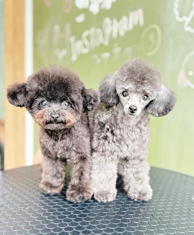 Dog &Cat salonPOLLの写真