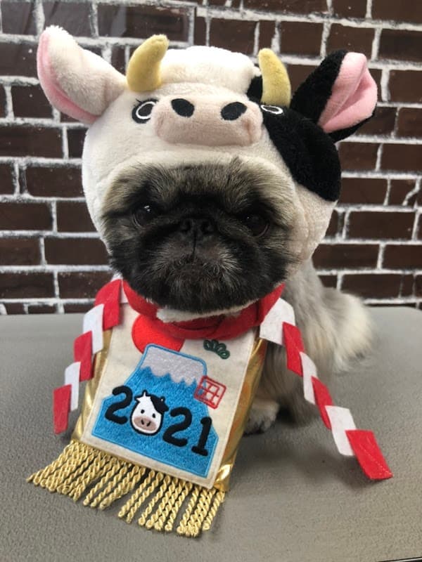 PetSalon Birthday 池上店の写真3