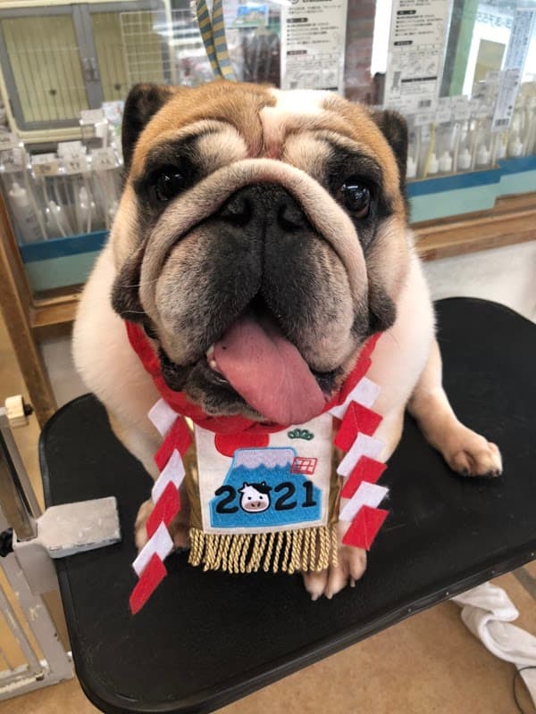 PetSalon Birthday 池上店の写真4