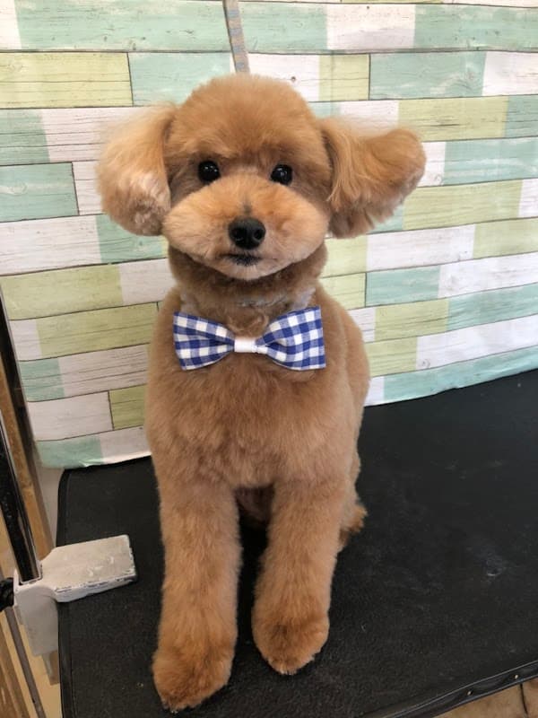 PetSalon Birthday 池上店の写真5
