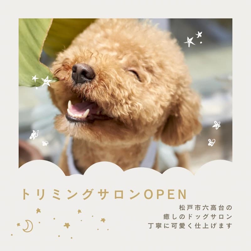 ドッグサロン moCoの写真
