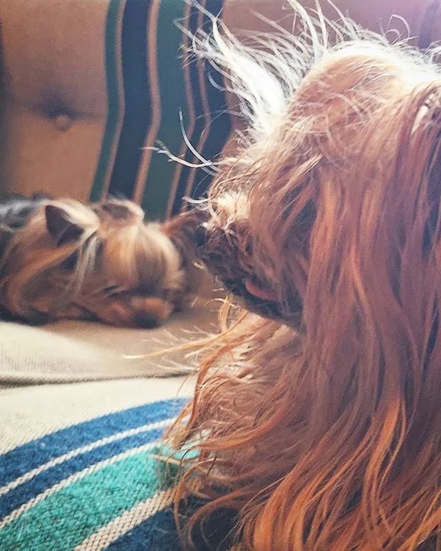 ドッグサロン ナンバーワンの写真5
