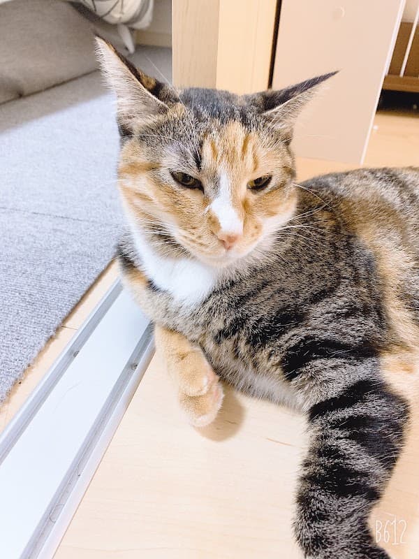 北村犬猫病院の写真