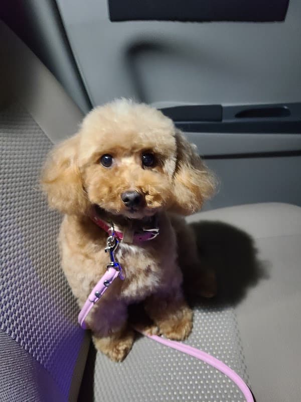 トリミングサロンDOGTIMEの写真