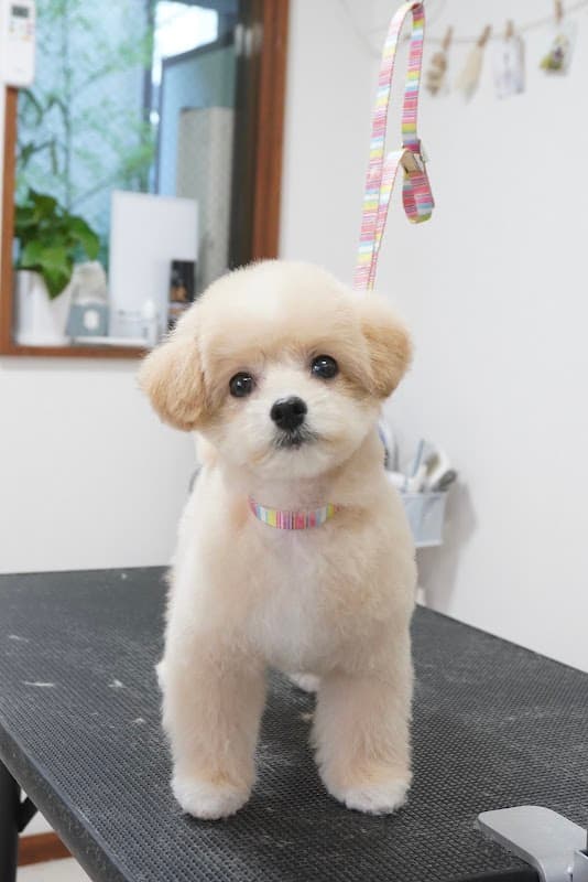 Dogsalon pichi charmeの写真