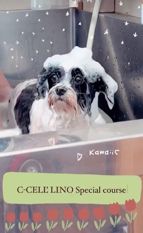 Smoooch for Dogsの店内・トリミングの様子(2枚目)