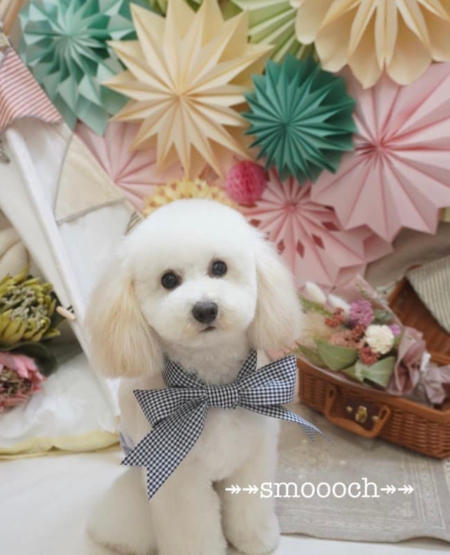 Smoooch for Dogsの写真3